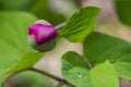 Forest peony with a Dewdrop on a leaf Royalty Free Stock Photo