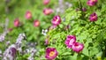 Forest peony (Paeonia daurica).