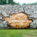 forest pests, diseased tree. Macro texture.Spruce pine tree bark beetle tunnels infection bark close-up Royalty Free Stock Photo