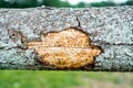 forest pests, diseased tree. Macro texture.Spruce pine tree bark beetle tunnels infection bark close-up Royalty Free Stock Photo