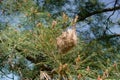 Nest of butterflies from eggs which hatch caterpillars