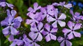 Forest Phlox Ã¢â¬â Phlox divaricata