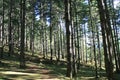 forest at the phobjikha valley (bhutan) Royalty Free Stock Photo