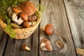 Forest picking mushrooms in a basket Royalty Free Stock Photo
