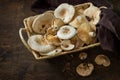 Forest picking mushrooms Chanterelle in wickered basket Royalty Free Stock Photo