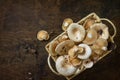 Forest picking mushrooms Chanterelle in wickered basket Royalty Free Stock Photo