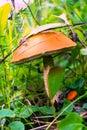 Forest picking mushrooms in the green grass