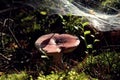 Forest pictures: old brown mushroom among moss and cones against the background of a silver web in the sun, close-up