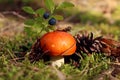 Forest pictures: orange mushroom among moss and cones, blueberry branch nearby, close-up, space for text