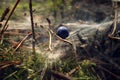 Forest pictures: ripe big blueberries tangled in the web, close-up, space for text