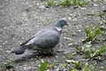 Forest pigeon whirlwind. A bird is looking for food in a city park. Royalty Free Stock Photo