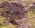 Lots of needles, cones and moss Royalty Free Stock Photo