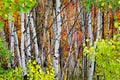 Forest of Pine, Aspen and MapleTrees in Fall Royalty Free Stock Photo
