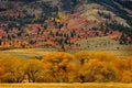 Forest of Pine, Aspen and Pine Trees in Fall Royalty Free Stock Photo