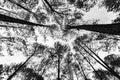Forest of pine,BW