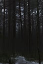 Forest with pine, fir and birch trees. Misty, moody, morning.