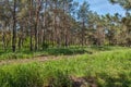 Forest pine glade bright summer sunny day Royalty Free Stock Photo