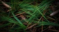 forest pine needles texture Royalty Free Stock Photo