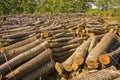 Forest pine and spruce trees - Log trunks pile - timber wood industry - deforestation concept Royalty Free Stock Photo