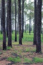 Forest of pine