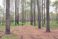 Forest of pine