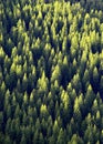 Forest of Pine Trees Royalty Free Stock Photo