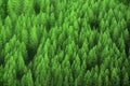 Forest of Pine Trees in Early Morning Light Lush Green Growth Royalty Free Stock Photo