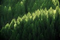 Forest of Pine Trees in Early Morning Light Lush Green Growth Royalty Free Stock Photo