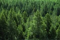 Forest of PIne Trees Green Wooded Wilderness Royalty Free Stock Photo