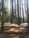 Forest of pine trees illuminated by golden sunshine Royalty Free Stock Photo