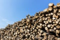 Forest pine trees log trunks felled by the logging timber indust Royalty Free Stock Photo