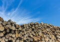 Forest pine trees log trunks felled by the logging timber industry Royalty Free Stock Photo