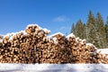 Forest pine trees log trunks in winter Royalty Free Stock Photo