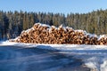 Forest pine trees log trunks in winter Royalty Free Stock Photo