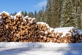 Forest pine trees log trunks in winter Royalty Free Stock Photo