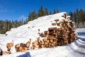 Forest pine trees log trunks in winter Royalty Free Stock Photo