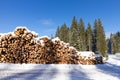 Forest pine trees log trunks in winter Royalty Free Stock Photo