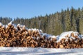 Forest pine trees log trunks in winter Royalty Free Stock Photo