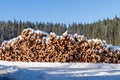 Forest pine trees log trunks in winter Royalty Free Stock Photo