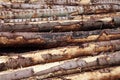 Forest pine trees logs background Royalty Free Stock Photo
