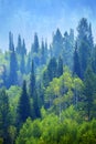 Forest of Pine Trees in Mountains Landscape Lush Green Growth Foliage Royalty Free Stock Photo