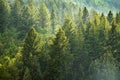 Forest of Pine Trees and Mountains Royalty Free Stock Photo
