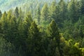 Forest of Pine Trees and Mountains Royalty Free Stock Photo