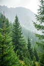 Forest of pine trees in rain on a mountainside Royalty Free Stock Photo