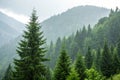 Forest of pine trees in rain on a mountainside Royalty Free Stock Photo