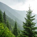 Forest of pine trees in rain on a mountainside Royalty Free Stock Photo