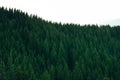 Forest of Pine Trees in Wilderness Mountains Royalty Free Stock Photo