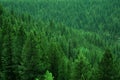 Lush Green Forest Forrest of Pine Trees in Wilderness Mountains Landscape Royalty Free Stock Photo