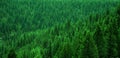 Forest of Pine Trees in Wilderness Mountains Landscape Royalty Free Stock Photo