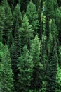 Forest of Pine Trees in Wilderness Mountains Landscape Royalty Free Stock Photo
